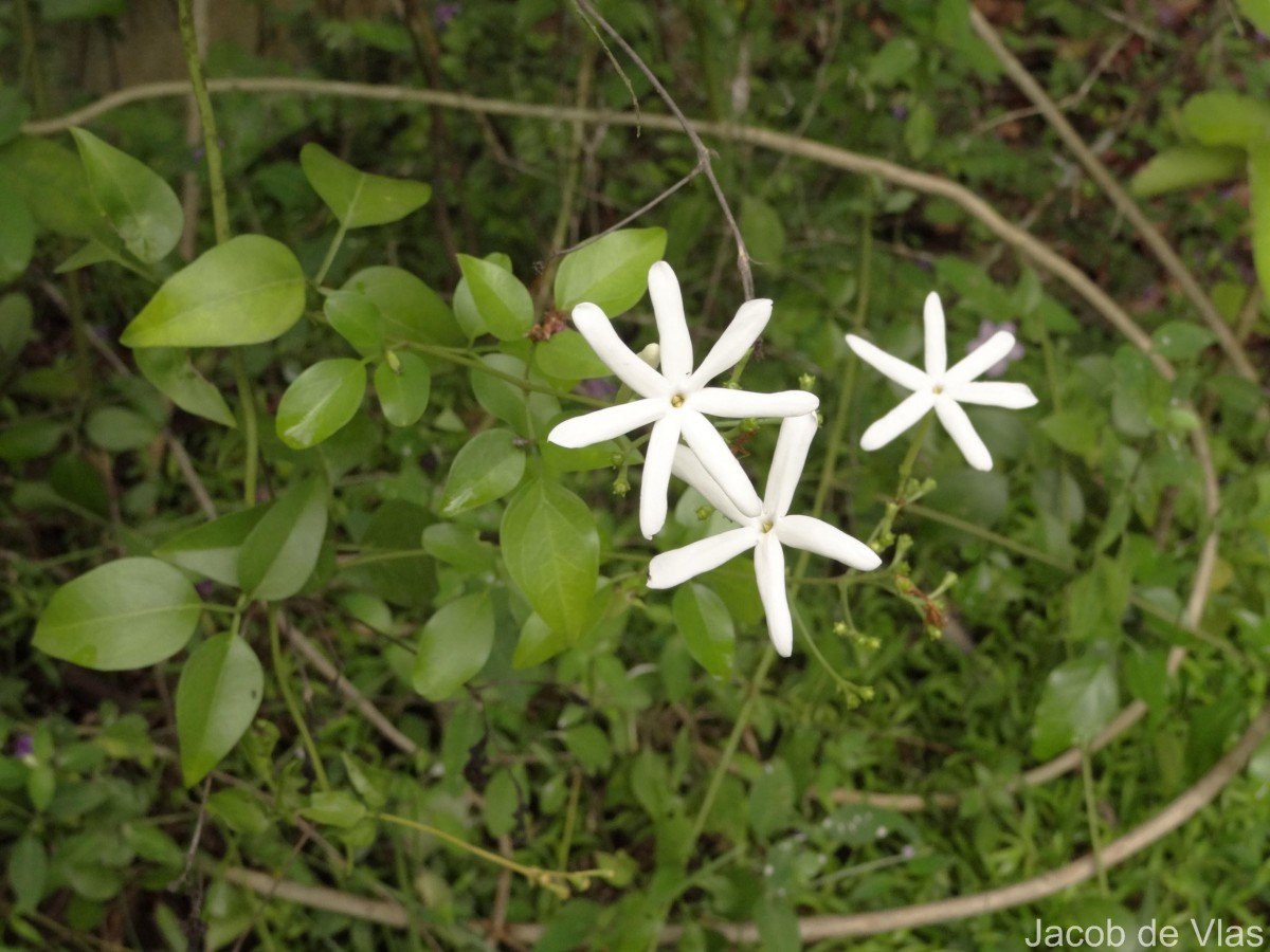 Jasminum flexile Vahl